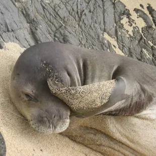 Hawaiian Monk Seal seen on kayaking tour