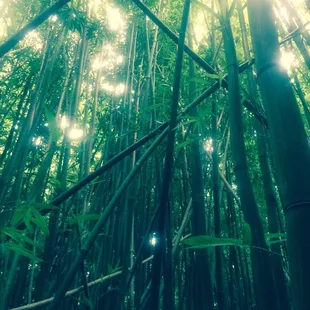 Bamboo Forest Hike