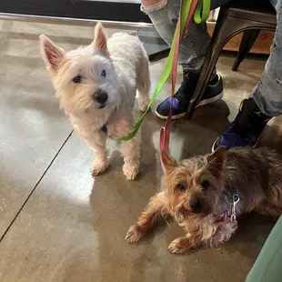 two small dogs on leashes
