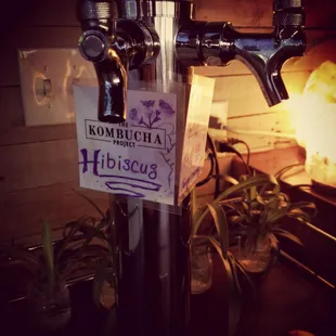 Fresh, locally brewed kombucha on tap!
