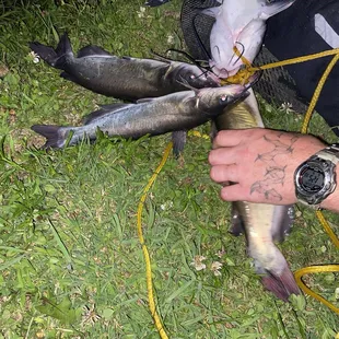 Catfish caught at Bill&apos;s Pay Lake