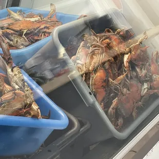 Great price on crabs. He has live and steamed