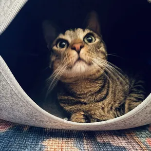 Chief, the striped one.