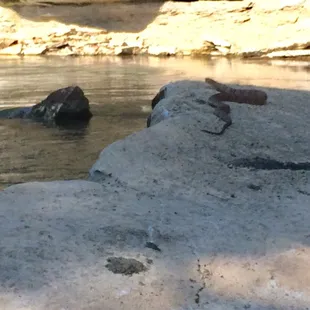 Snake eating his lunch
