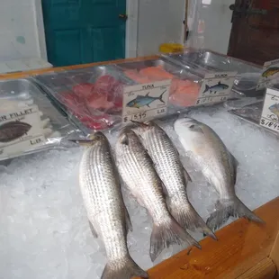 Fresh seafood 04/20/2021