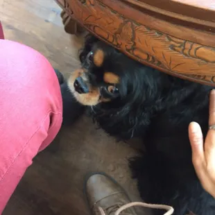 Little Charlie, our friendly companion for the day.