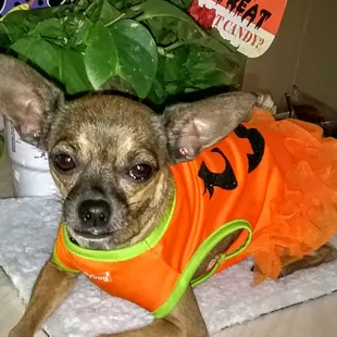 a dog dressed in a halloween costume