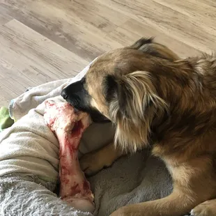 Moka enjoying his bone from the old fashioned butcher counter!