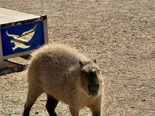 Ghost Ranch Exotics and Funny Foot Farm