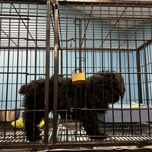 PUPPY COVERED IN FECES