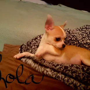 LoLa  Bless her lil heart .