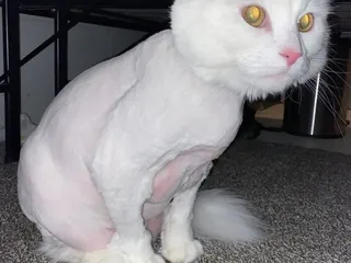 Pink Tuesday's Pet Salon