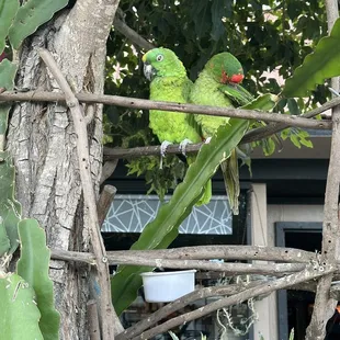 a green parrot perched on a branch