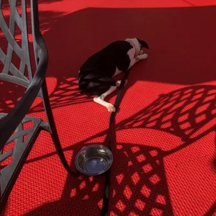 Dog friendly, I think mainly when they're not crowded