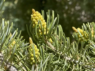 Turquoise Trail Campground & Rv Park