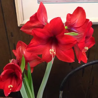 Carol H.