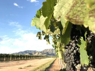 Golden Rule Vineyards