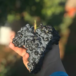 A cluster of grapes during harvest.