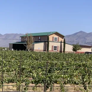 a vineyard with a house in the background