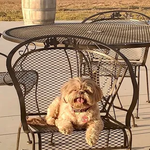 Our baby loving her time at the vineyard!