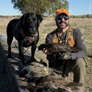 Labrador retriever, hunter, pheasants.