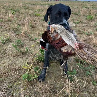 Working the fields with my 2 year Deutsch Drahthaar.