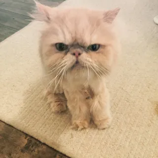 YG Y.