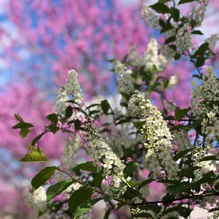 a tree with white flowers