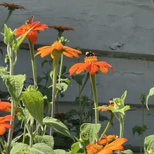 burritos and wraps, interior