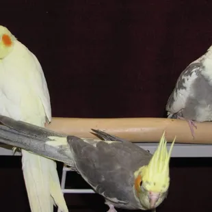 Cockatiels