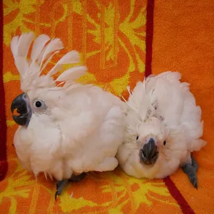 Two Umbrella Cockatoos that we handfeed in 2012