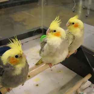 Cockatiel babies.