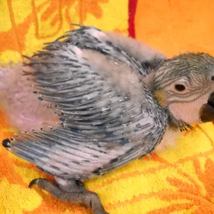 A baby Blue and Gold Macaw that hatched August 9th, 2012 and was handfed. In this picture he&apos;s about 2 months old.