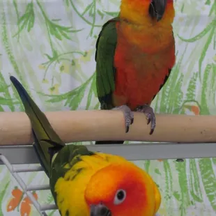 Conures