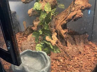 Pet World
