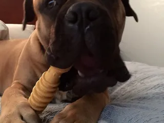 All Paws Pet Center
