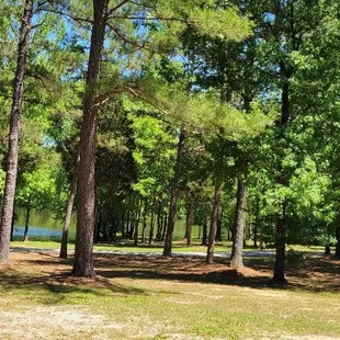 Kentucky lake cabin rentals in Camden TN