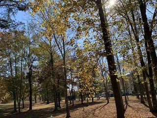 Little Tracks Cabins