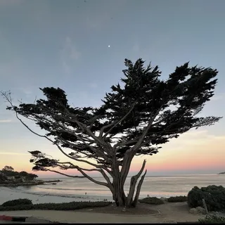 Mon B.
