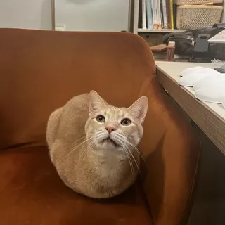 Phoebe N.