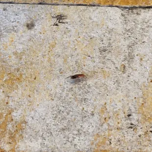 You can clearly see the tile zoom in and out