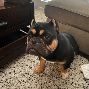 My dog disappointed as well