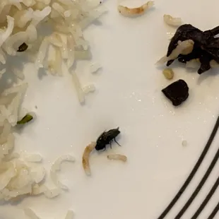 There was a fly in my Plain Pulav take out.