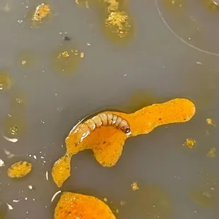 One of the friend reported finding worms in food. They reported to owner couple of times  but no improvements.