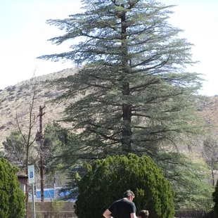 a man and a woman standing in front of a tree