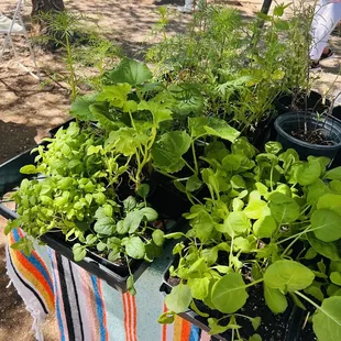 a variety of plants