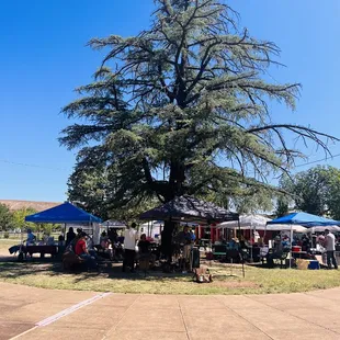 people sitting under a tree
