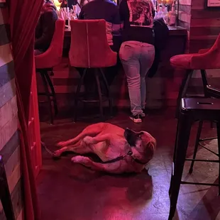 Very dog friendly!