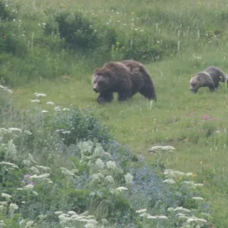 Grizzly B.