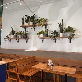 Minimalist plants on wall
